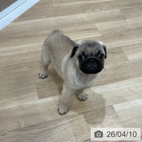 福岡県のパグ (ペットプラス 香椎浜店/2026年2月6日生まれ/男の子/フォーン)の子犬の3枚目の画像