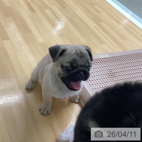 福岡県のパグ (ペットプラス 黒崎店/2026年2月6日生まれ/男の子/フォーン)の子犬の4枚目の画像