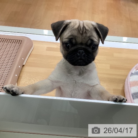 福岡県のパグ (ペットプラス 黒崎店/2026年2月6日生まれ/男の子/フォーン)の子犬の3枚目の画像