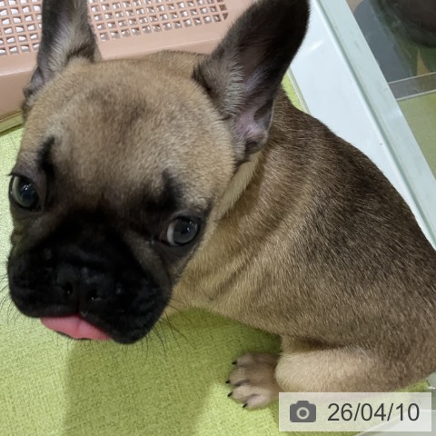福岡県のフレンチブルドッグ (ペットプラス 福岡店/2026年2月1日生まれ/男の子/フォーン)の子犬の4枚目の画像