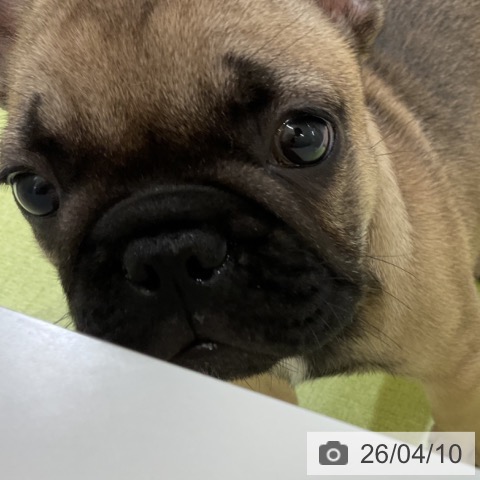 福岡県のフレンチブルドッグ (ペットプラス 福岡店/2026年2月1日生まれ/男の子/フォーン)の子犬の3枚目の画像