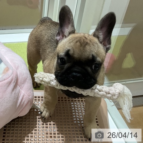 福岡県のフレンチブルドッグ (ペットプラス 福岡店/2026年2月1日生まれ/男の子/フォーン)の子犬の4枚目の画像