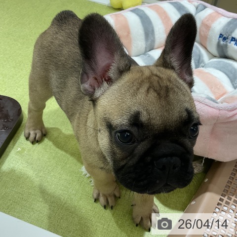 福岡県のフレンチブルドッグ (ペットプラス 福岡店/2026年2月1日生まれ/男の子/フォーン)の子犬の3枚目の画像