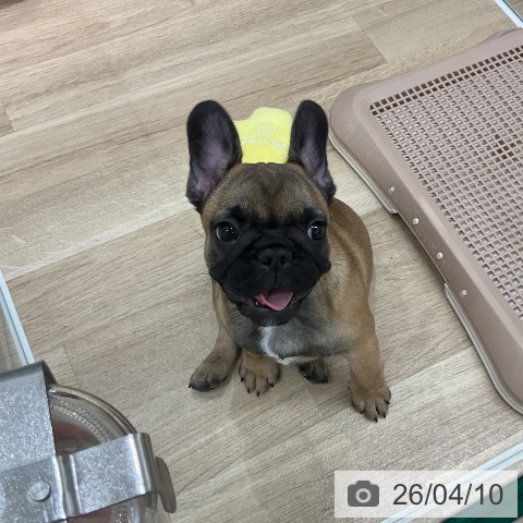 福岡県のフレンチブルドッグ (ペットプラス 八幡東店/2026年2月1日生まれ/女の子/フォーン)の子犬の4枚目の画像