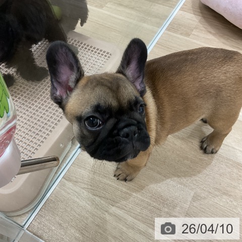 福岡県のフレンチブルドッグ (ペットプラス 八幡東店/2026年2月1日生まれ/女の子/フォーン)の子犬の3枚目の画像