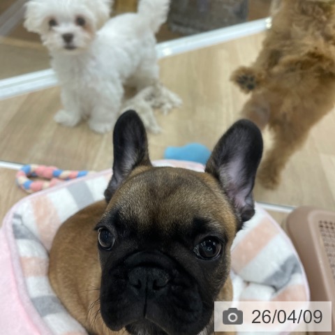 福岡県のフレンチブルドッグ (ペットプラス 八幡東店/2026年2月1日生まれ/女の子/フォーン)の子犬の3枚目の画像
