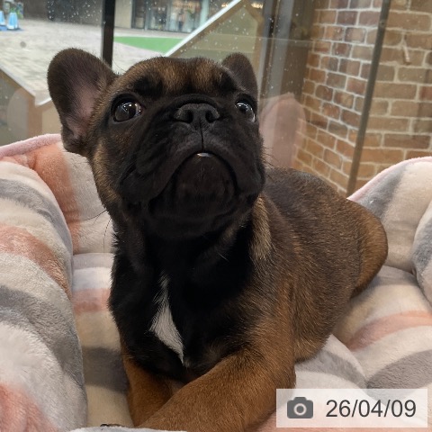 福岡県のフレンチブルドッグ (ペットプラス ららぽーと福岡店/2026年2月1日生まれ/女の子/フォーン)の子犬の4枚目の画像