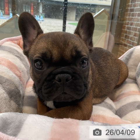 福岡県のフレンチブルドッグ (ペットプラス ららぽーと福岡店/2026年2月1日生まれ/女の子/フォーン)の子犬の3枚目の画像