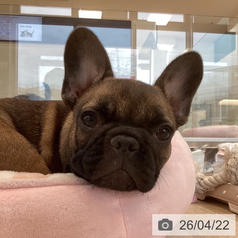 福岡県のフレンチブルドッグ (ペットプラス ららぽーと福岡店/2026年2月1日生まれ/女の子/フォーン)の子犬の4枚目の画像