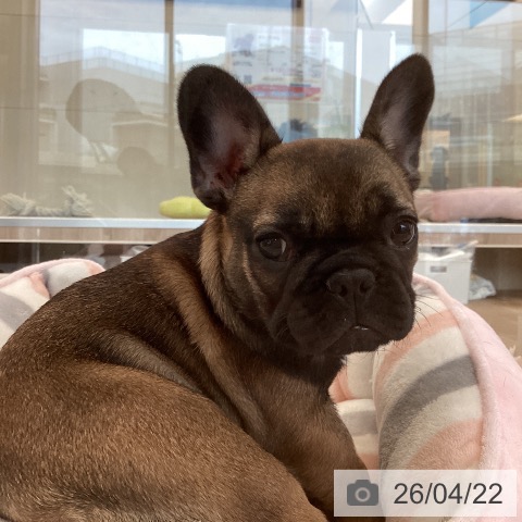 福岡県のフレンチブルドッグ (ペットプラス ららぽーと福岡店/2026年2月1日生まれ/女の子/フォーン)の子犬の3枚目の画像