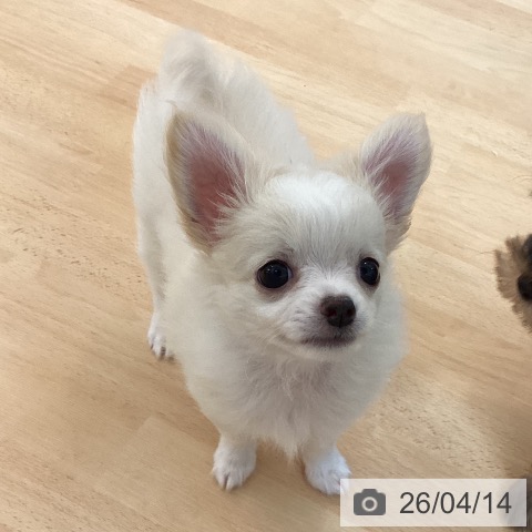 チワワの写真