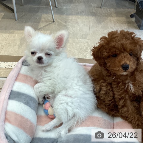 福岡県のチワワ(ロング) (ペットプラス ららぽーと福岡店/2026年2月7日生まれ/女の子/ホワイトクリーム)の子犬の4枚目の画像