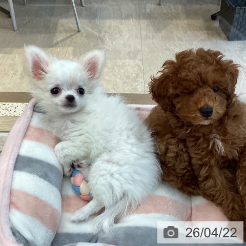 福岡県のチワワ(ロング) (ペットプラス ららぽーと福岡店/2026年2月7日生まれ/女の子/ホワイトクリーム)の子犬の3枚目の画像