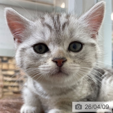 マンチカンの写真