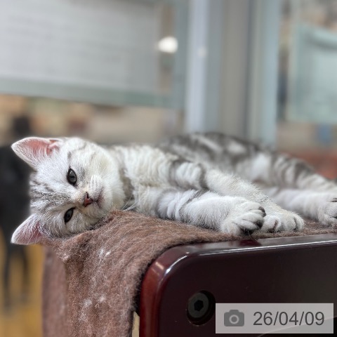 マンチカンの写真