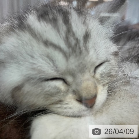 マンチカンの写真