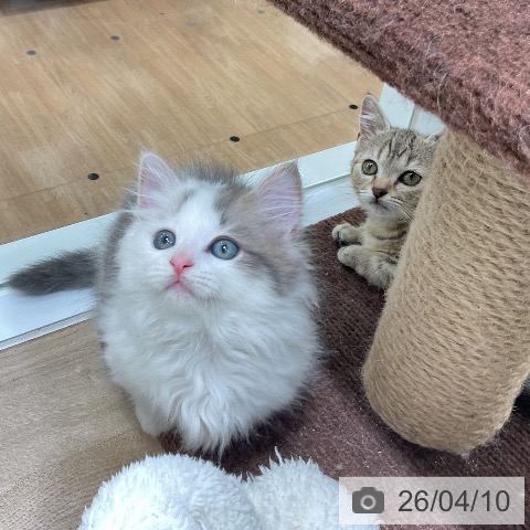 福岡県のマンチカン (ペットプラス 香椎浜店/2026年2月6日生まれ/男の子/ブルータビーホワイト)の子猫の4枚目の画像