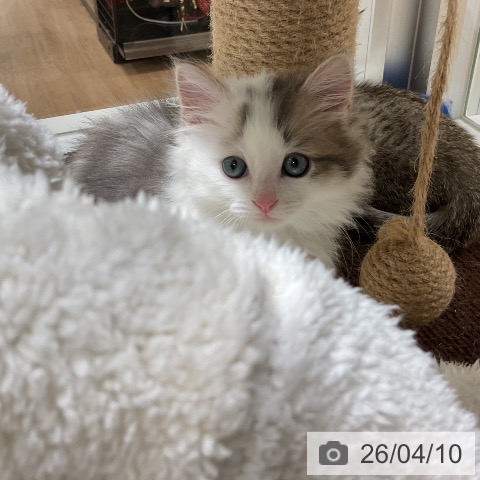 福岡県のマンチカン (ペットプラス 香椎浜店/2026年2月6日生まれ/男の子/ブルータビーホワイト)の子猫の3枚目の画像