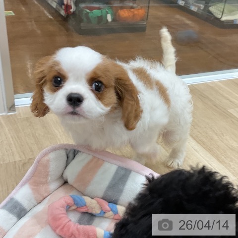 キャバリア・キングチャールズ・スパニエルの写真