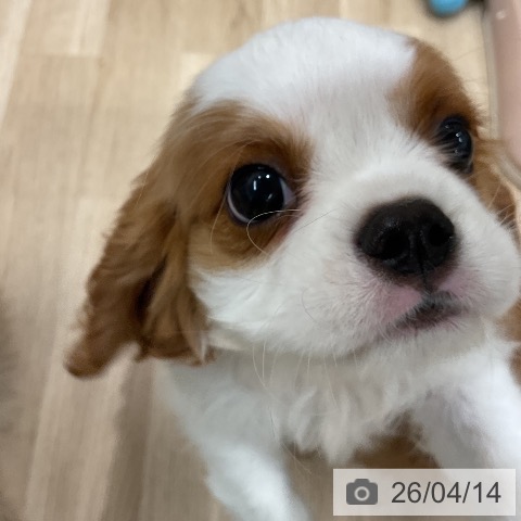 キャバリア・キングチャールズ・スパニエルの写真