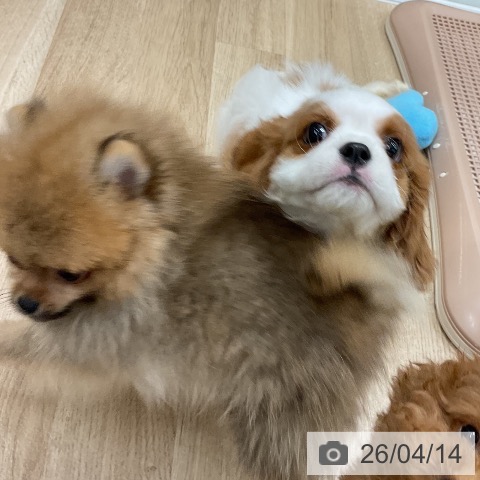 キャバリア・キングチャールズ・スパニエルの写真