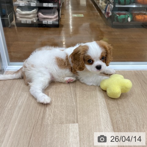 キャバリア・キングチャールズ・スパニエルの写真