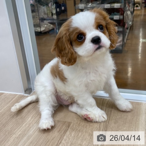 キャバリア・キングチャールズ・スパニエルの写真