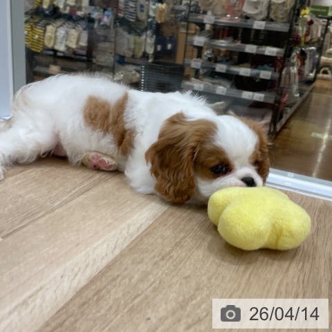 キャバリア・キングチャールズ・スパニエルの写真