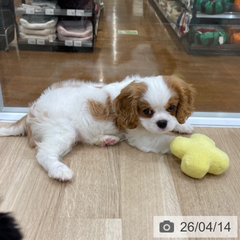 キャバリア・キングチャールズ・スパニエルの写真