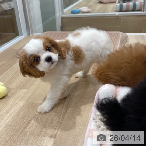 キャバリア・キングチャールズ・スパニエルの写真