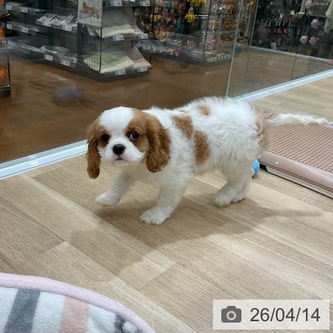 キャバリア・キングチャールズ・スパニエルの写真