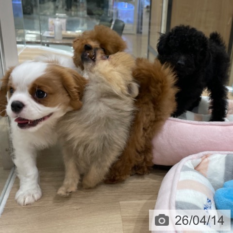 キャバリア・キングチャールズ・スパニエルの写真