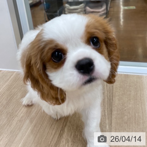 キャバリア・キングチャールズ・スパニエルの写真