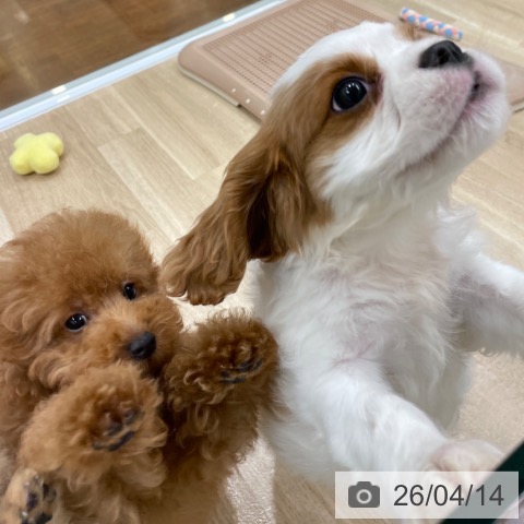 キャバリア・キングチャールズ・スパニエルの写真