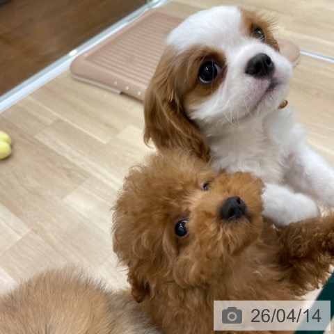 キャバリア・キングチャールズ・スパニエルの写真