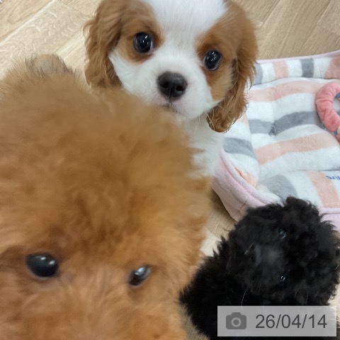 キャバリア・キングチャールズ・スパニエルの写真