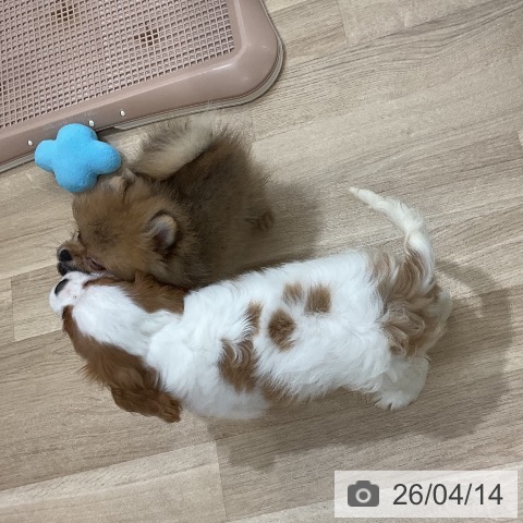 キャバリア・キングチャールズ・スパニエルの写真