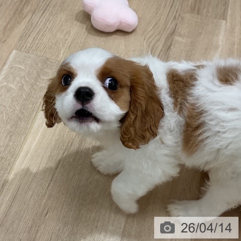 キャバリア・キングチャールズ・スパニエルの写真