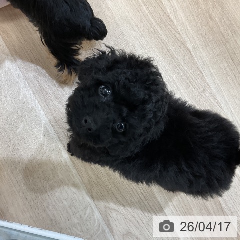 福岡県のトイプードル(トイ) (ペットプラス 香椎浜店/2026年2月10日生まれ/男の子/ブラック)の子犬の4枚目の画像