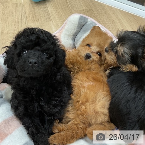 福岡県のトイプードル(トイ) (ペットプラス 香椎浜店/2026年2月10日生まれ/男の子/ブラック)の子犬の3枚目の画像