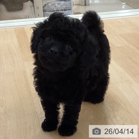 トイ・プードルの写真