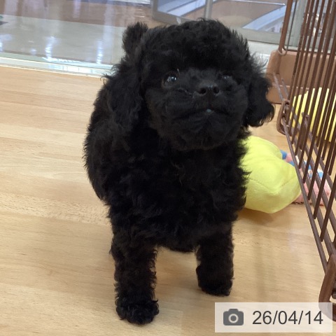 トイ・プードルの写真