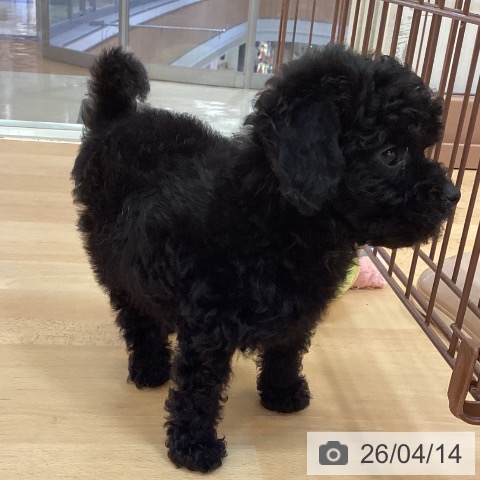 トイ・プードルの写真