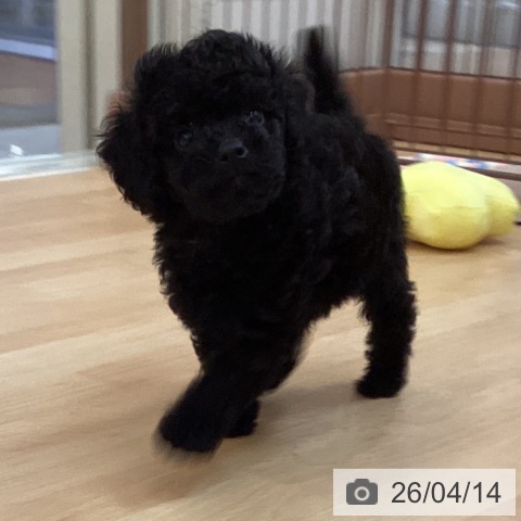 トイ・プードルの写真