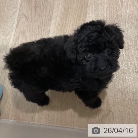 トイ・プードルの写真