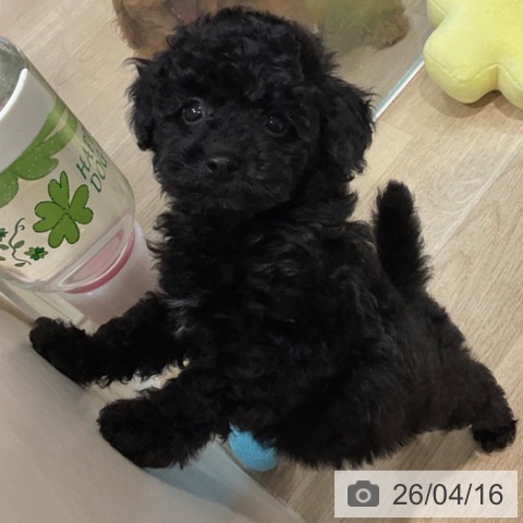 トイ・プードルの写真