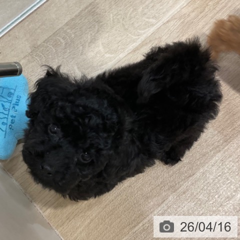 トイ・プードルの写真