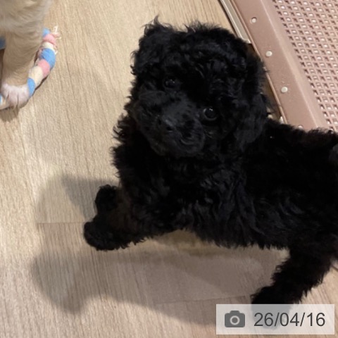 トイ・プードルの写真