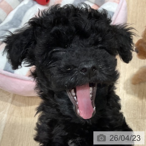 福岡県のトイプードル(トイ) (ペットプラス 小倉南店/2026年2月10日生まれ/女の子/ブラック)の子犬の3枚目の画像