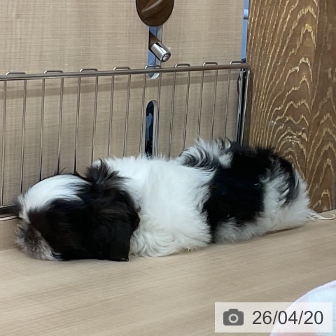 埼玉県のシーズー (ペッツワン 浦和美園店/2026年2月10日生まれ/男の子/ゴールドホワイト)の子犬の4枚目の画像